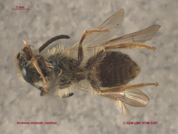 Photo of Andrena miranda by Spencer Entomological Museum